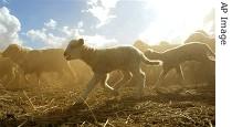 Australian merino sheep (file photo)