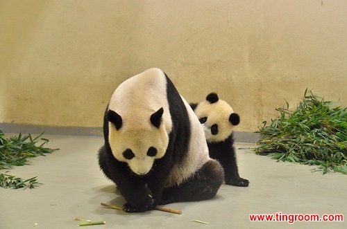 10-month-old Yuan Zai and its mother Yuan Yuan started a food fight in a Taipei Zoo.