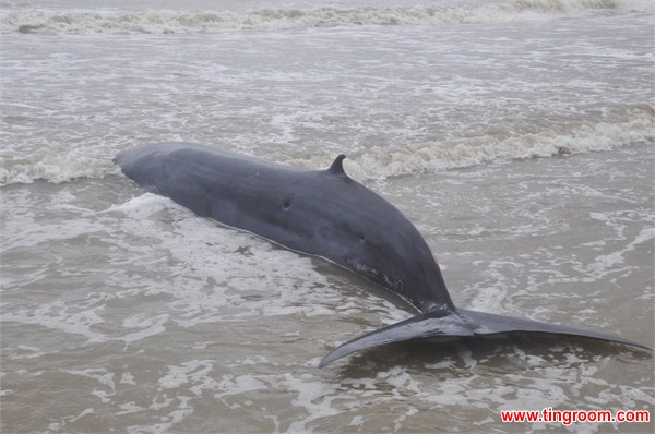 On Saturday, stormy seas caused a three-meter whale to wash ashore on a beach in Guangdong. With no equipment and facing a race against time, rescuers had to push the four-tom mammal by hand to deeper waters. 