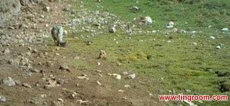 Zoologists have spotted a habitat with the greatest density of snow leopards in the entire country, located in western China’s Qinghai province.