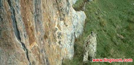 Zoologists have spotted a habitat with the greatest density of snow leopards in the entire country, located in western China’s Qinghai province.