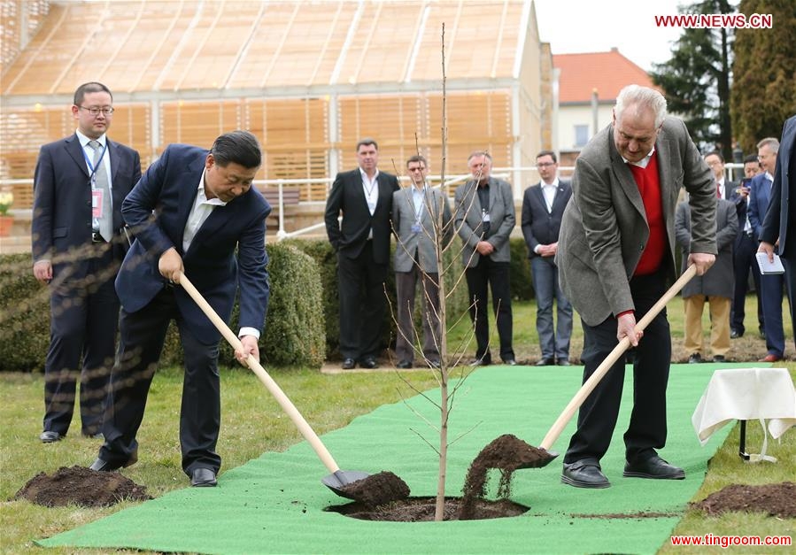  Chinese President Xi Jinping (L front) and Czech President Milos Zeman (R front) plant a a ginkgo biloba tree sapling from China before their meeting at the Lany presidential chateau in central Bohemia, Czech Republic, March 28, 2016. Xi started a three-day state visit to the Czech Republic from Monday, the first state visit by a Chinese president in 67 years since the two countries established diplomatic ties. (Xinhua/Lan Hongguang) 