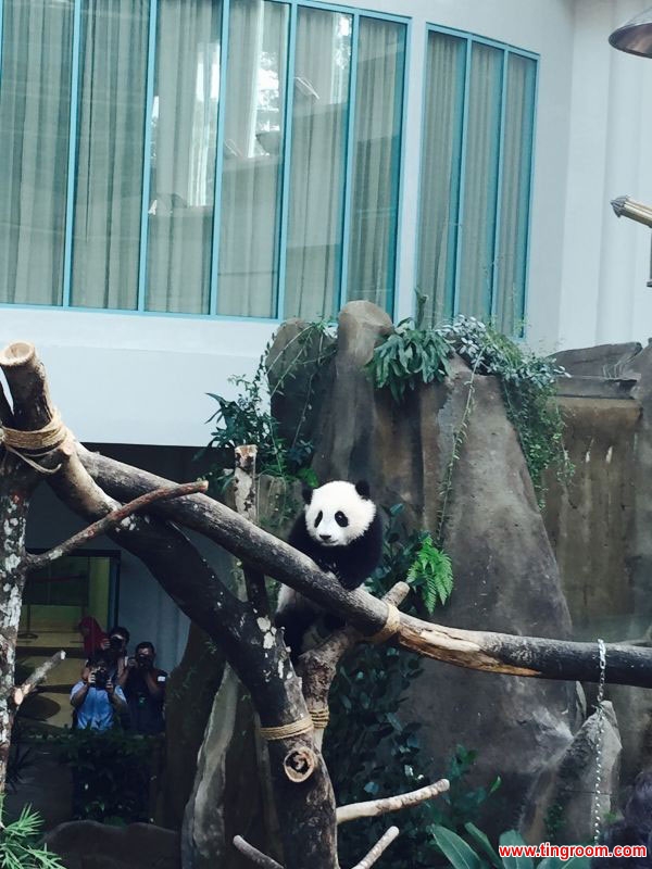 The baby giant panda "Nuan Nuan". [Photo by Bai Yuzhu of the Chinese embassy in Malaysia]  