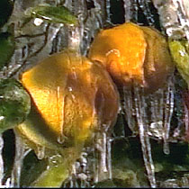 Frozen citrus, oranges