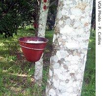 Firestone gets rubber the traditional way in its plantation in Liberia