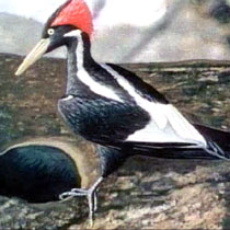 Ivory-billed woodpecker