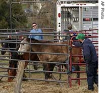 Horses are seized from a Maryland farm in December. Officials accused the owner of hoarding about 70 horses, many of them sick and hungry. She denied mistreating them but said the situation ''got out of hand.''