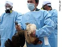 March 2006: An Afghan Agricultural Ministry worker holds two chickens caught in a house in the Kabul area